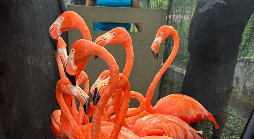 Как животните в зоопарковете преживяват урагана 