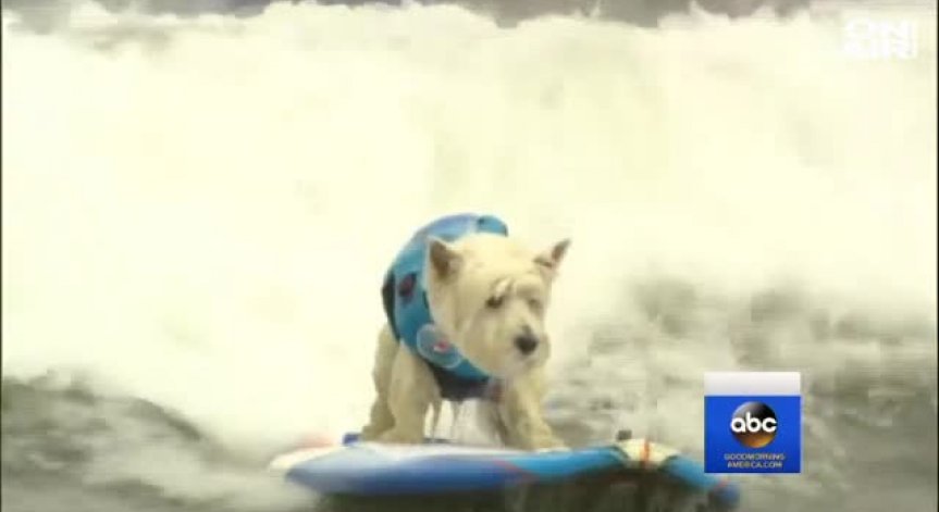 В Калифорния проведоха шампионат по сърф за кучета