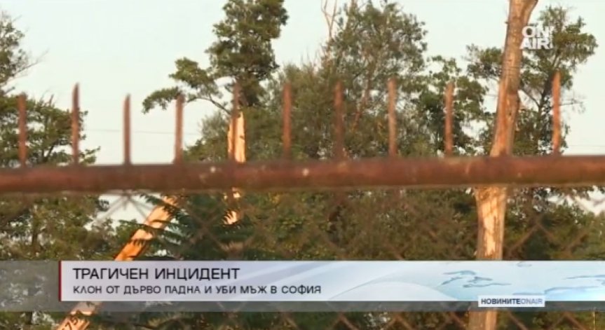 Паднал клон погуби 38-годишен мъж в София
