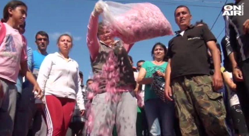 Розопроизводители на протест заради ниската изкупна цена на розовия цвят