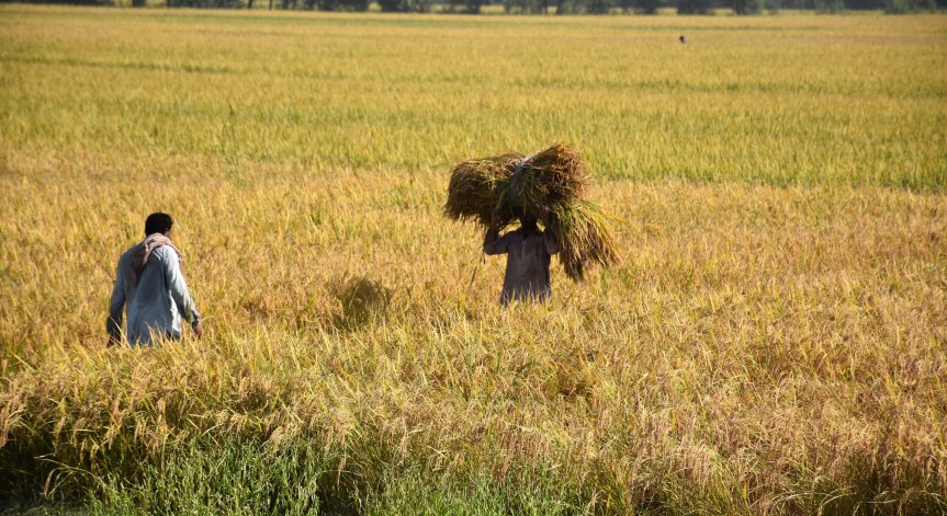 Ще усетим недостиг на храна през пролетта и лятото на 2022 година?