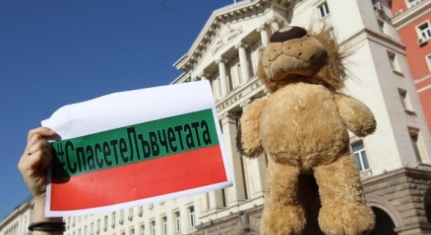 Решиха съдбата на лъвчетата от Разград - няма да бъдат отглеждани у нас!