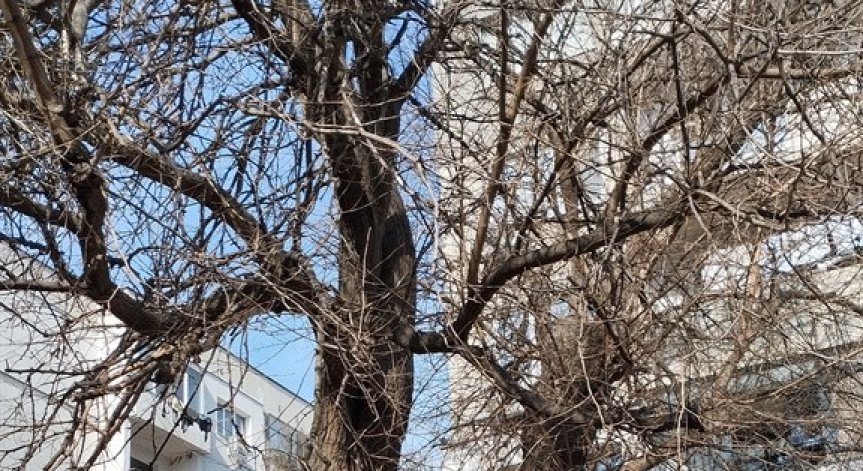 Опасни дървета в София, клони се удрят в прозорците при силен вятър