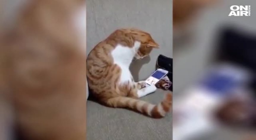 Трогателно видео с котка, тъгуваща за своя починал стопанин, развълнува милиони