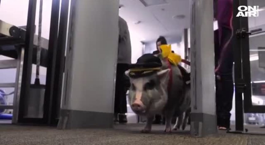 Прасе помага на пътници да преодолеят страха от летене (+Видео)