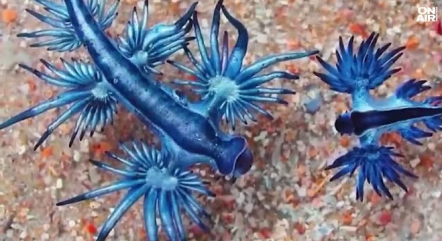 Кметът забрани къпането до второ нареждане.