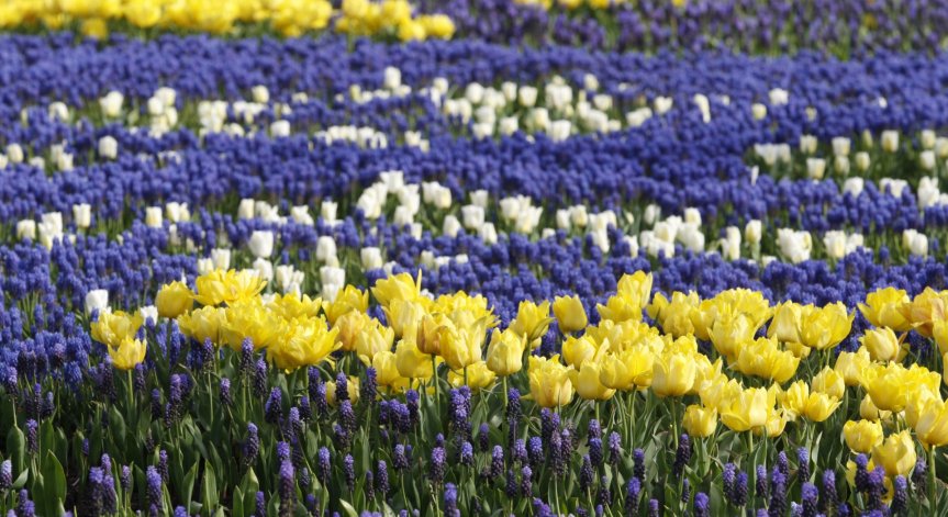 Цветна мозайка с логото на българското председателство разцъфна пред НДК