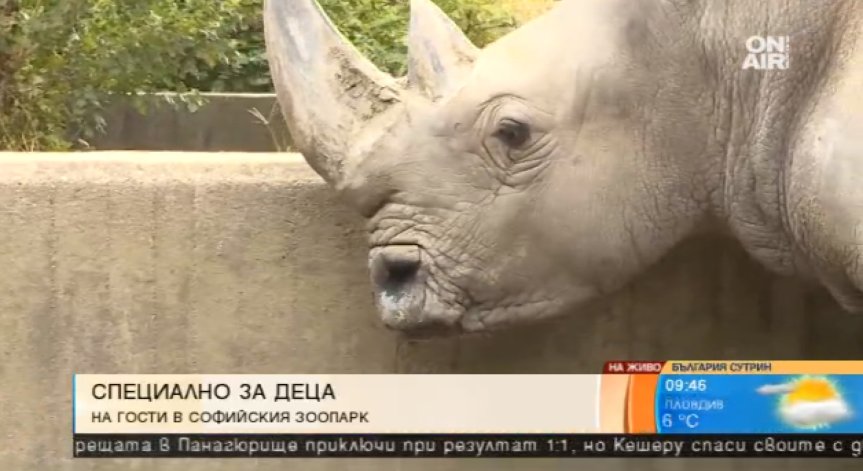 Забавления и викторини в Столичния зоопарк по случай Световния ден на носорога