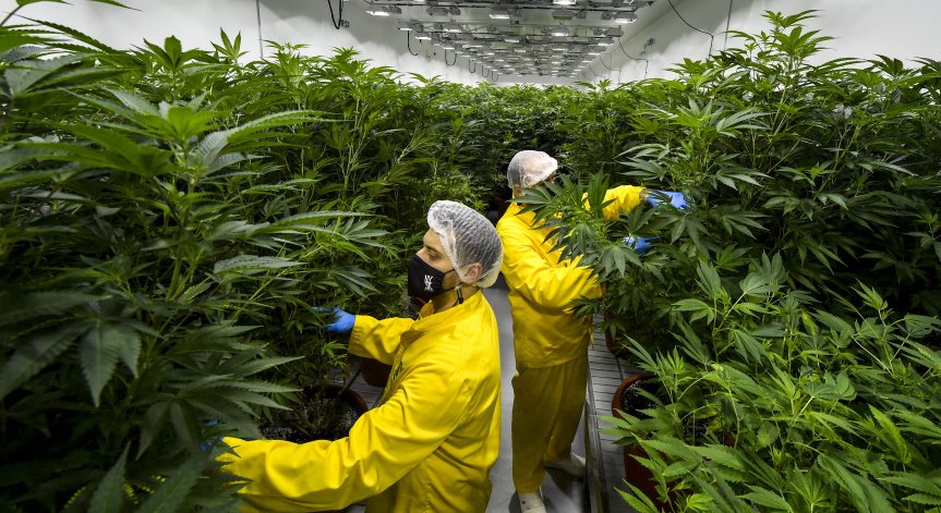 В Япония марихуаната е незаконна, но правителството инвестира в производството ѝ