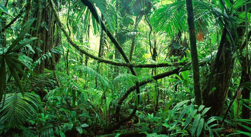 Две седмици в джунглата: Четири деца оцеляха след самолетна катастрофа в Колумбия