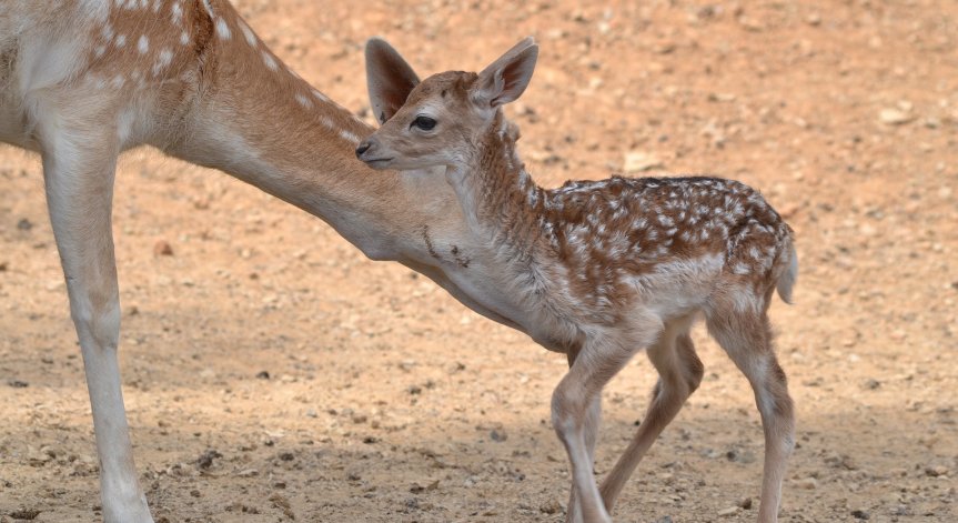 100 нови бебета във варненския зоопарк през 2019 г.