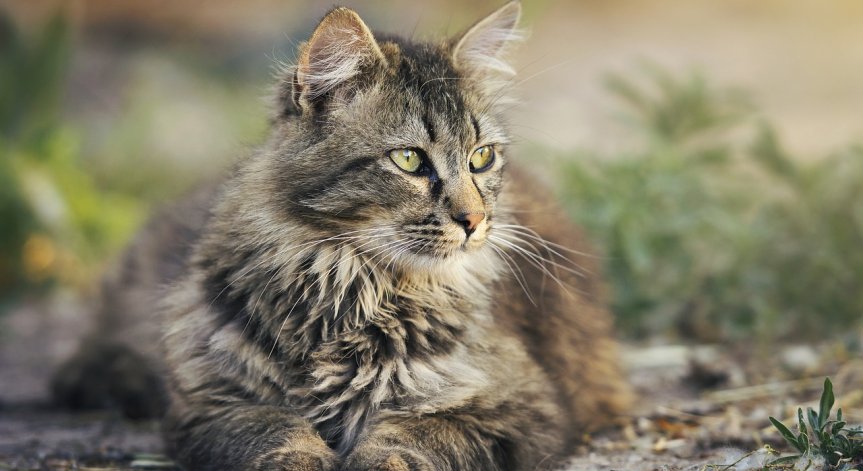 Котка стана шеф на полицейско управление в Япония