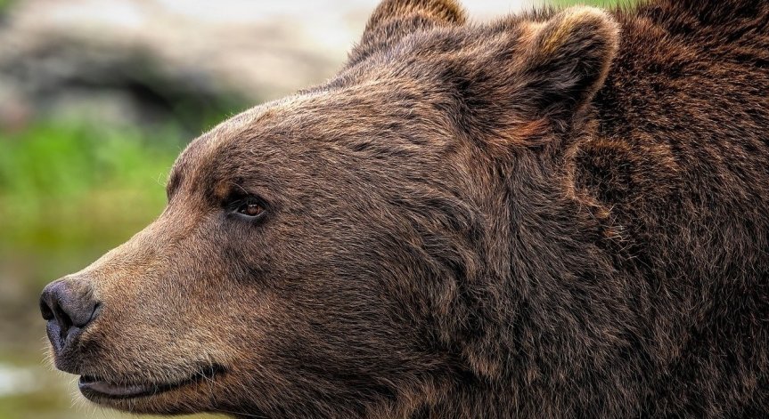 Мечка се разходи в габровско село, хората искат да се вземат предпазни мерки