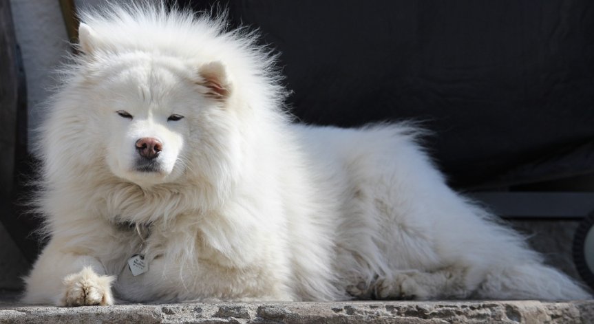 Тази кучешка козина надмина цената на най-фините и скъпи вълни в света