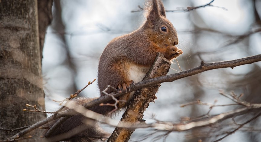 Очаква ни сурова зима: Кога започва студеното време с обилния снеговалеж