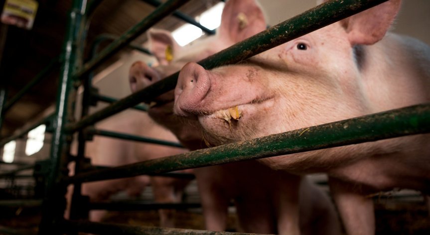 Дивата свиня е най-важният резервоар и източник на АЧС в околната среда.