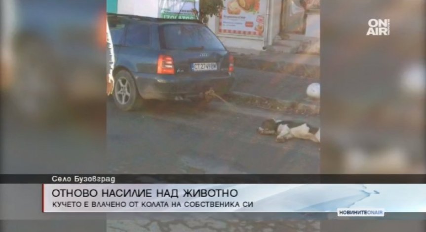 Брутална агресия срещу куче