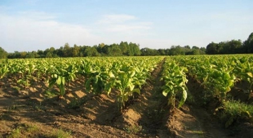 Тютюнопроизводителите отлагат протестните действия