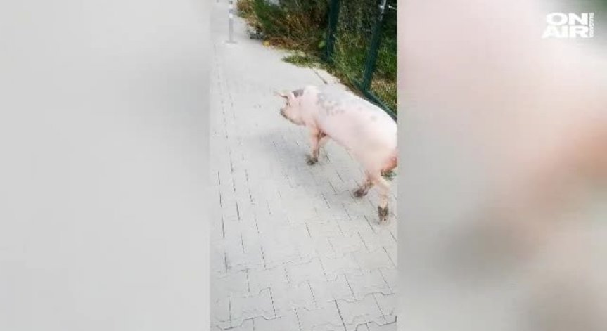 Прасе на дефиле в центъра на столицата