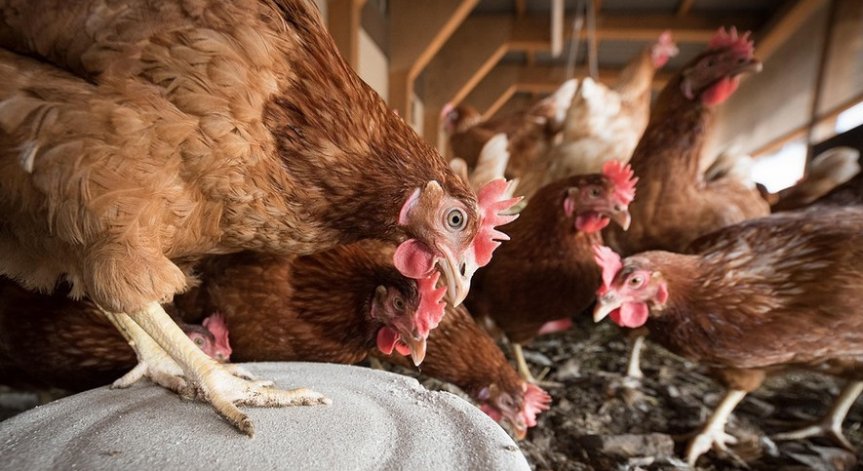 Алармираха за нетърпима миризма от кокошки в бургаски квартал