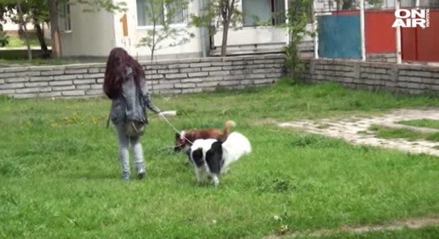 Масови случаи на отровени кучета шокираха жителите на Сопот