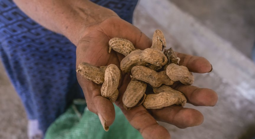 Фермерите остават с празни фъстъчени черупки заради екстремен климат в Китай