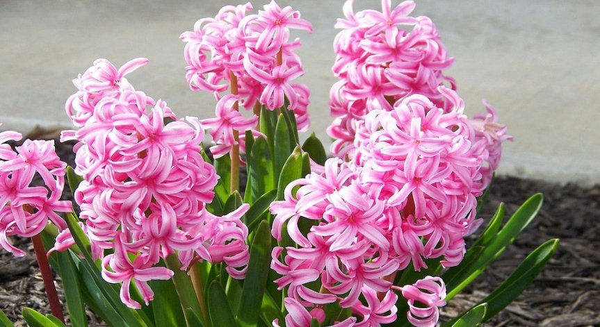 Създайте пролетен оазис у дома, с тези цветя няма да сбъркате