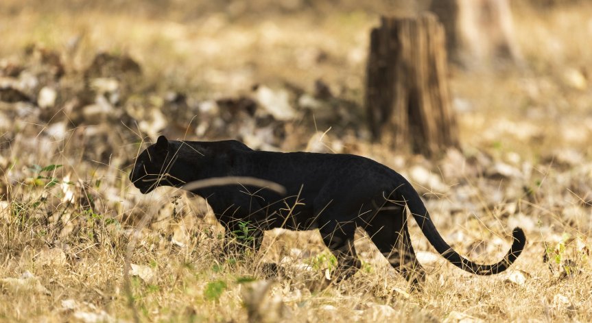 Установяването му показва, че е намерило естествения си хабитат и ловува. 
