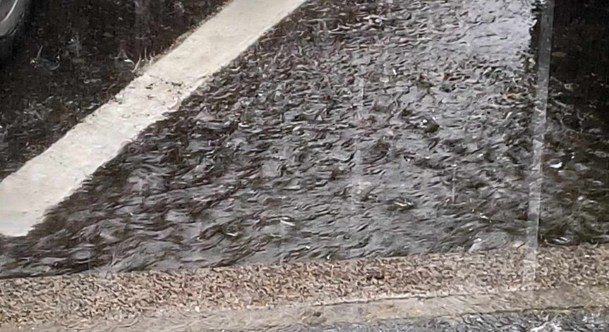 Обявиха частично бедствено положение в Бяла Слатина, щетите от бурята са големи