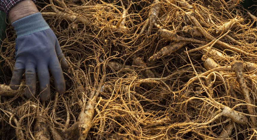 Българи, румънци... По 15 паунда на час, но пак няма кой да работи във Великобритания