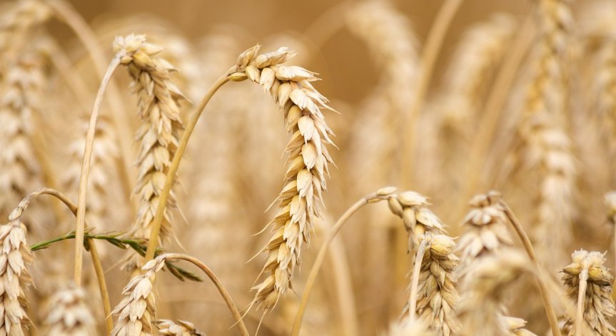 Софийската стокова борса: Цените на зърнените стоки се движат надолу