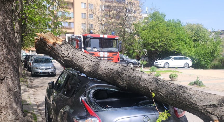 Авторът на снимките пише, че в района има още много опасни дървета.