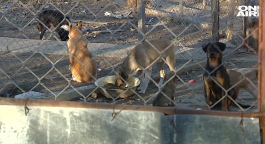 200 кучета и 50 котки - героите в историята на Краси от село Горска