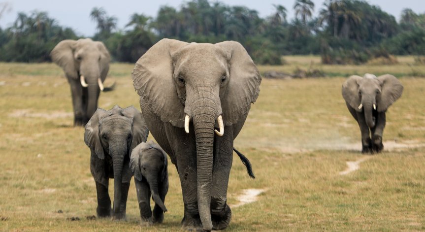 За първи път от 15 години се родиха слончета близнаци в Кения
