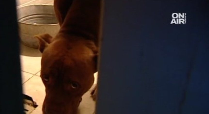 Питбул нахапа 14-годишно момиче в кв. 