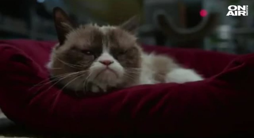 Почина най-сърдитата котка - Гръмпи Кет