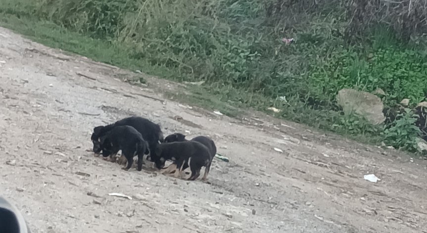 Helpbook: Дворно куче се отглежда в отвратителни условия и по него лазят плъхове