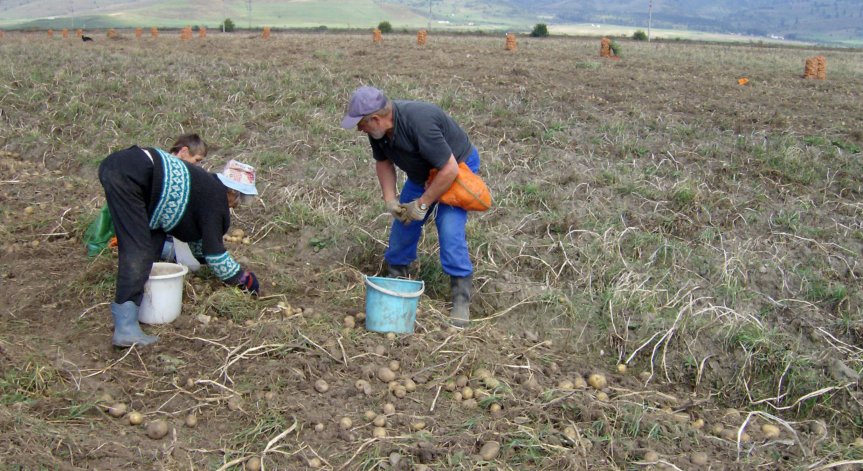 Полската работа спасява българската икономика по време на испанския грип