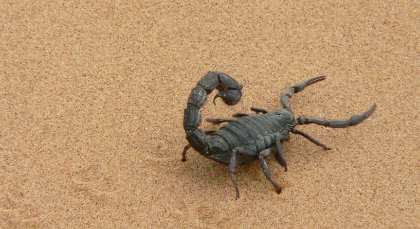 Ще ни спаси ли отровата на скорпионите от Ковид-19?