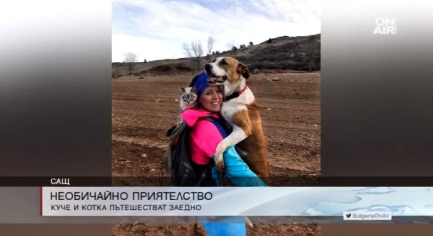 Кучето Хенри и котката Балу - необичайните партньори в приключенията