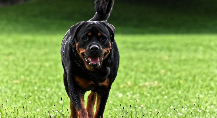 Сигнал от Helpbook: Собственик на ротвайлер го пуска без каишка и надзор