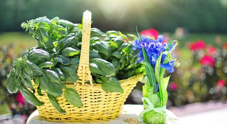 Босилекът и чесънът сред най-мощните природни антибиотици, кои са другите?