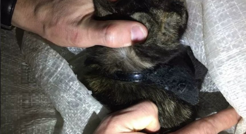 Заловиха котка 