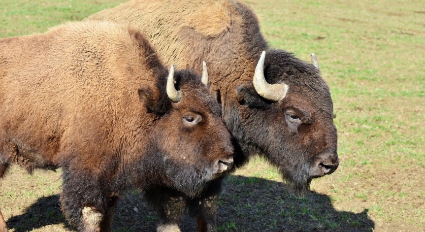 Още два зубъра пристигнаха в Източните Родопи