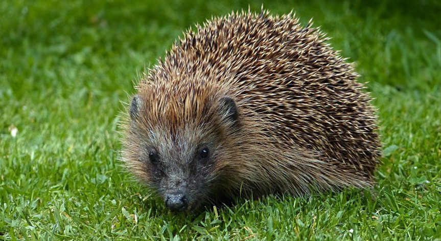 Зачестяват случаите на излишна помощ за диви животни в градовете