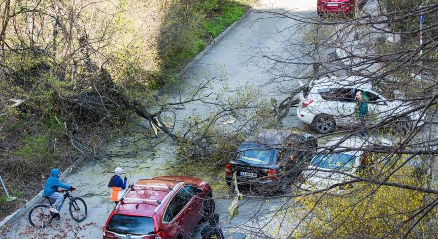 Дърво падна върху кола с жена и дете в София