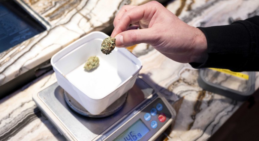 Почивка в Амстердам - без кафета за канабис? Бизнесът казва 