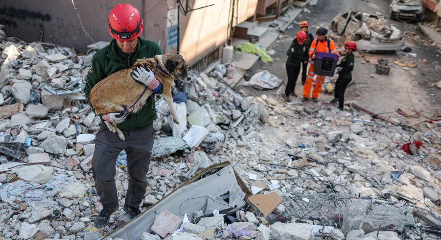 Жадни за живот - кучета, котки, зайци оцеляха 3 седмици в руините след земетресенията