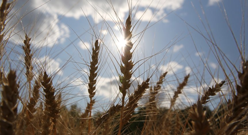 Фермерите в Европа се надигнаха срещу вноса на украинска продукция