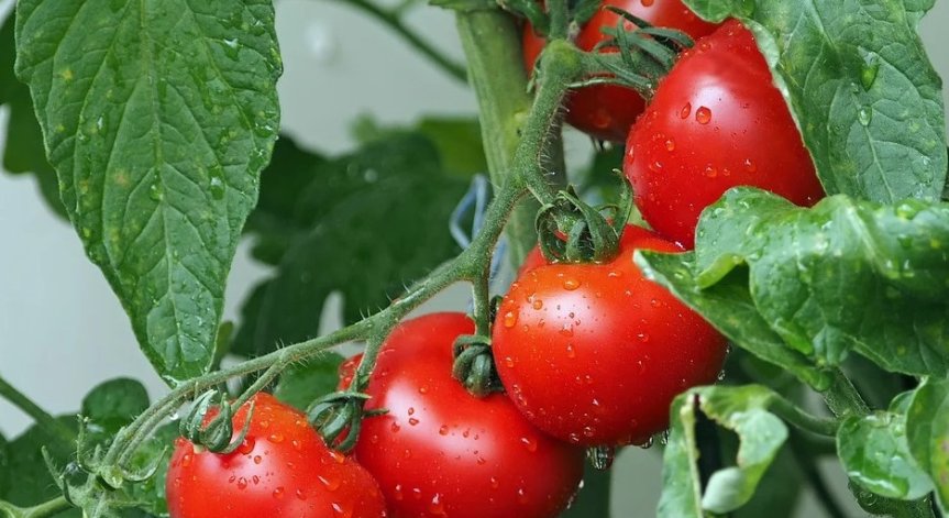 Да садиш домати в пустинята - как се отглеждат зеленчуци без вода?